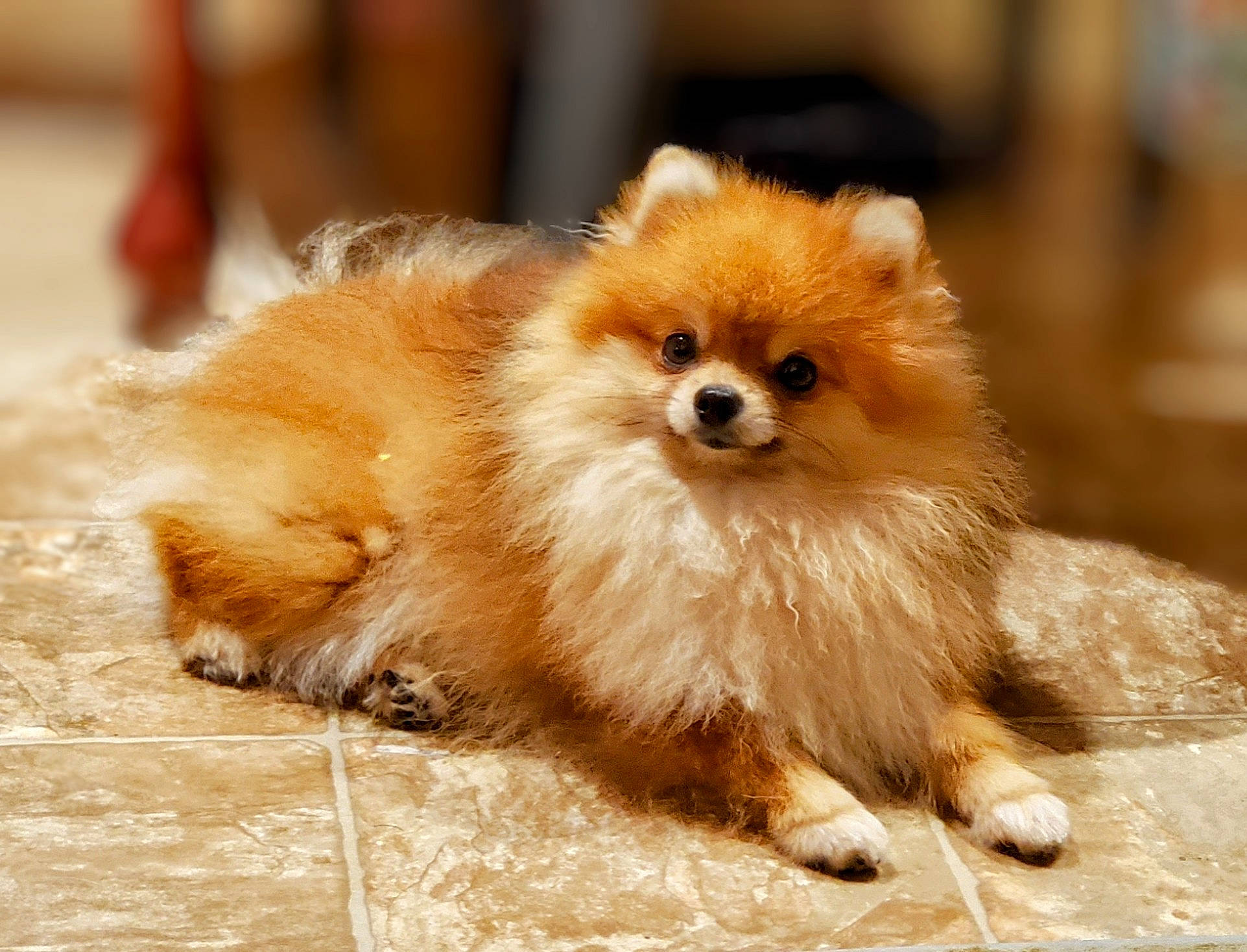 Kirby is registered to the contest to win money with this photo: canidae, carnivore, companion_dog, dog, dog_breed, eye, fawn, fur, german_spitz, german_spitz_klein, german_spitz_mittel, liver, snout, spitz, sporting_group, terrestrial_animal, toy_dog, volpino_italiano, whiskers, working_animal
