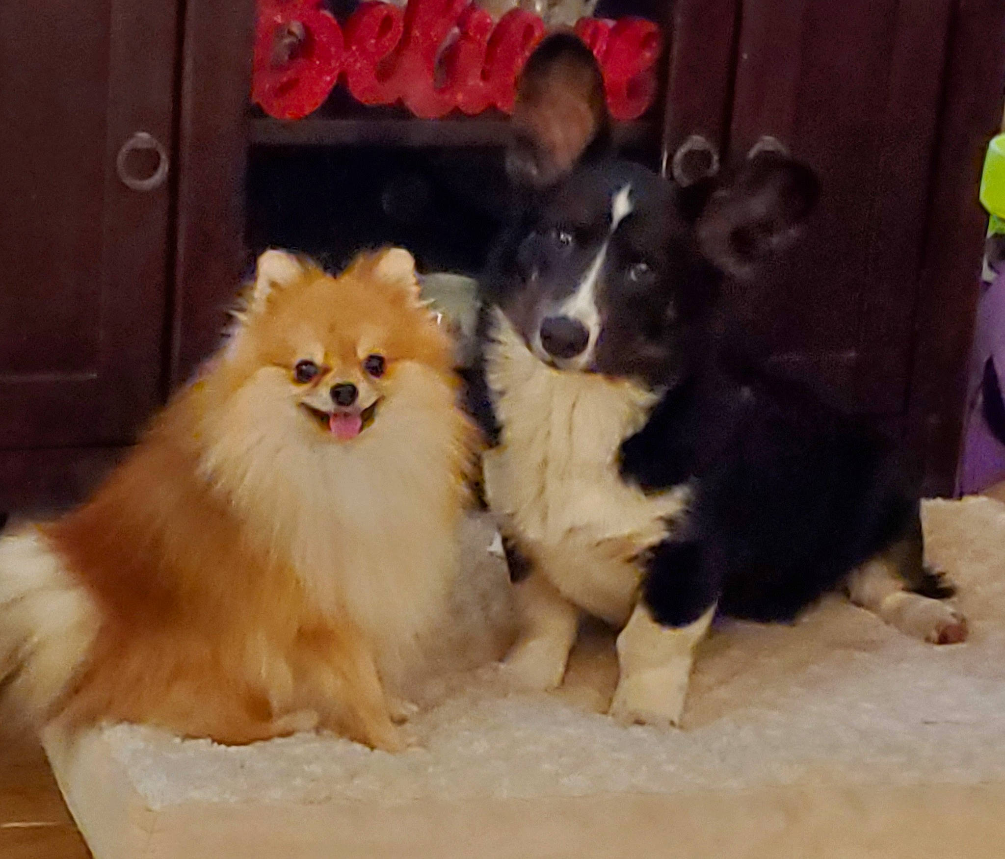 Kirby joined the competition — help win amazing prizes! canidae, carnivore, companion_dog, dog, dog_breed, dog_supply, door, fawn, fur, german_spitz, german_spitz_klein, german_spitz_mittel, liver, pet_supply, snout, spitz, sporting_group, toy_dog, working_animal, working_dog