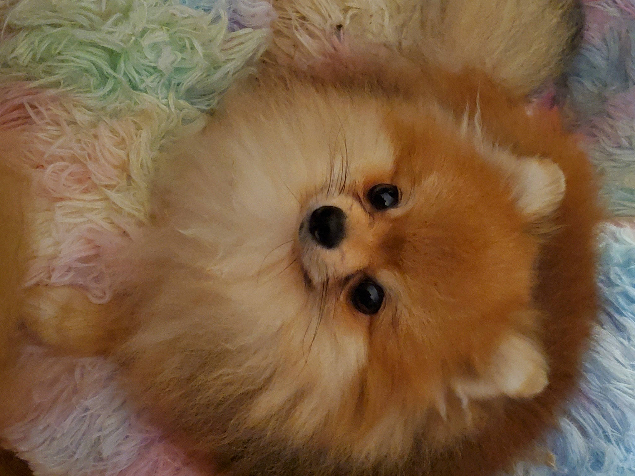 Kirby is registered to the contest to win money with this photo: ancient_dog_breeds, canidae, carnivore, companion_dog, dog, dog_breed, fawn, fur, german_spitz, german_spitz_klein, german_spitz_mittel, liver, non_sporting_group, puppy, snout, spitz, sporting_group, toy_dog, whiskers, working_animal