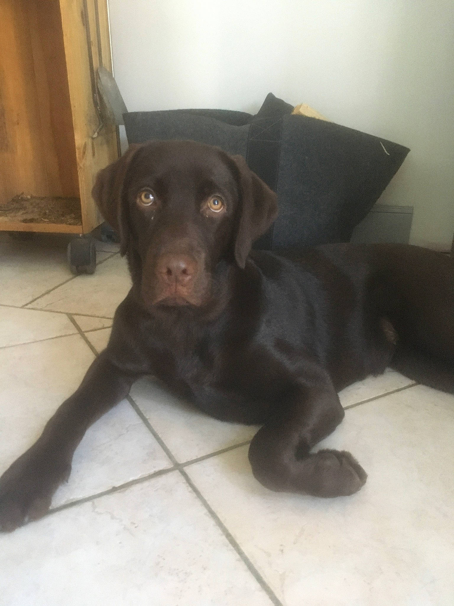 Paz a rejoint le concours — aidez-le/la à gagner de superbes lots ! beagador, borador, canidae, carnivore, companion_dog, dog, dog_breed, hunting_dog, labrador_retriever, liver, mammal, patterdale_terrier, pointing_breed, puppy, retriever, snout, sporting_group, tail