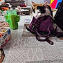 Bidule participe au concours pour gagner de l'argent avec cette photo : cat, calico_cat, purse, tablecloth, candle, cactus_candle, box, living_room, sofa, window, curtains, colorful, patterned, relaxed, indoor, pet, feline, furniture, home_decor, daylight