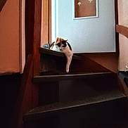 Bidule participe au concours pour gagner de l'argent avec cette photo : cat, stairs, indoor, wood, door, calico_cat, paw, relaxed, feline, animal, home, pet, step, window, frosted_glass, quiet, resting, domestic, calm, interior