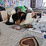 Bidule participe au concours pour gagner de l'argent avec cette photo : cat, calico, table, tissue_box, living_room, wallpaper, feathers, sofa, blanket, window, indoor, resting, pattern, furniture, cozy, decor, relaxed, orange, black, white