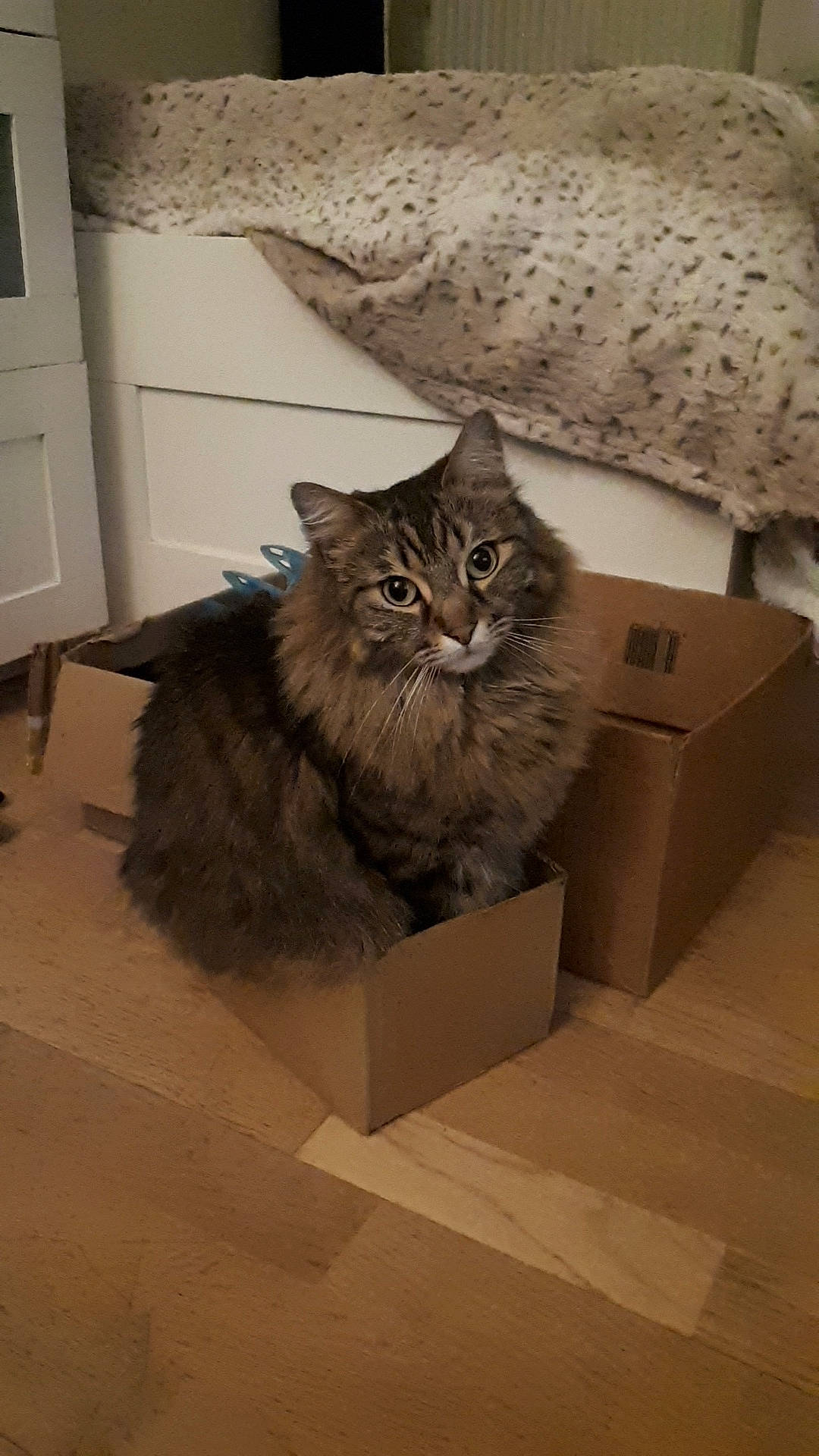 Oslo participe au concours pour gagner de l'argent avec cette photo : abyssinian, animal, architecture, bed, box, building, cardboard, carton, cat, couch, drawer, furniture, hardwood, indoors, kitten, livingroom, manx, pet, plywood, wood