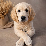 Baylei a rejoint le concours — aidez-le/la à gagner de superbes lots ! adorable, animal, calm, canine, close_up, cute, dog, fluffy, fur, golden_retriever, indoor, lying_down, mammal, neutral_background, paws_crossed, pet, portrait, puppy, soft_lighting, young