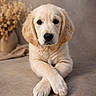 adorable, animal, calm, canine, close_up, cute, dog, fluffy, fur, golden_retriever, indoor, lying_down, mammal, neutral_background, paws_crossed, pet, portrait, puppy, soft_lighting, young