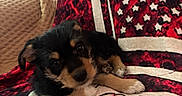 Kitty joined the competition — help win amazing prizes! adorable, animal, black, blanket, brown, chair, cozy, cute, dog, fur, indoors, lying_down, pet, puppy, red, small, stars, stripes, texture, white