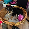 puppy, dog, basket, toy, indoor, floor, rope_toy, stuffed_toy, wooden_floor, black_fur, brown_fur, small_dog, pet, home, animal, cute, furniture, leash, plush_toy, domestic_animal
