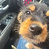 Kitty joined the competition — help win amazing prizes! puppy, dog, closeup, nose, furry, black, brown, whiskers, car, interior, window, door, seat, pet, animal, cute, curious, young, portrait, indoor