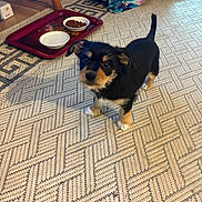 Kitty joined the competition — help win amazing prizes! puppy, dog, carpet, food_bowl, water_bowl, tray, pet_bed, indoor, floor, furniture, colorful, patterned, animal, cute, small_dog, looking_up, black_and_tan, home, domestic, young_dog