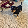 puppy, dog, carpet, food_bowl, water_bowl, tray, pet_bed, indoor, floor, furniture, colorful, patterned, animal, cute, small_dog, looking_up, black_and_tan, home, domestic, young_dog