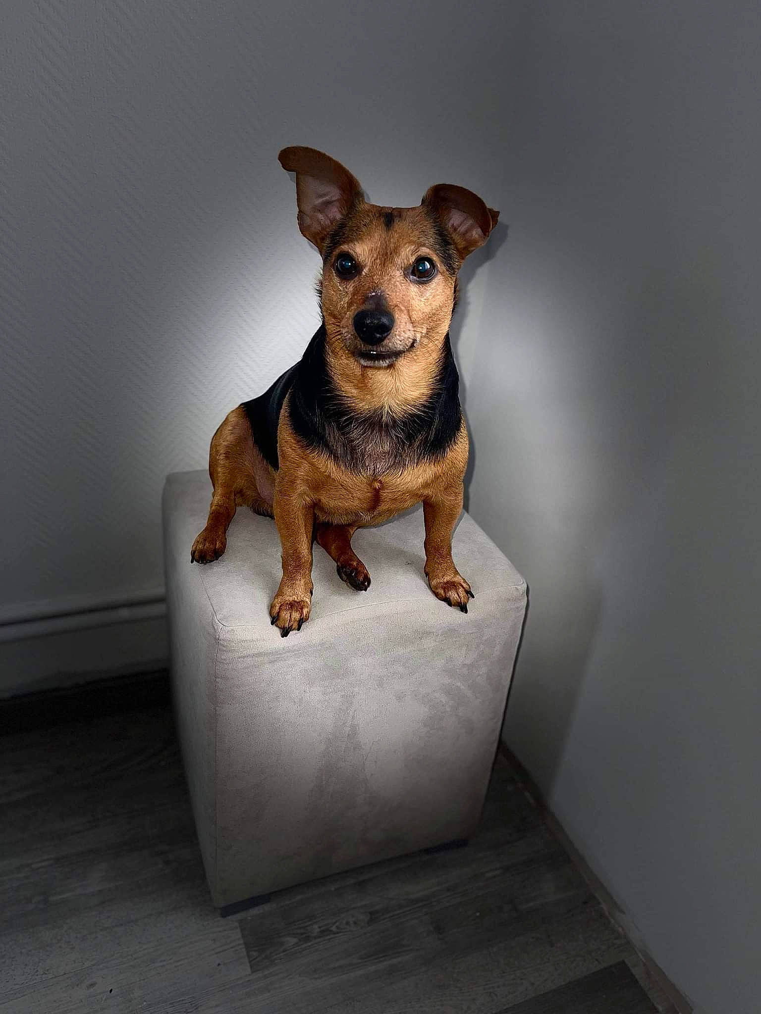 Demone participe au concours pour gagner de l'argent avec cette photo : art, artifact, canidae, carnivore, companion_dog, dog, dog_breed, dog_supply, fawn, fur, pet_supply, snout, sporting_group, tail, terrestrial_animal, toy, toy_dog, whiskers, wood, working_animal