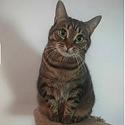 Bonnie a rejoint le concours — aidez-le/la à gagner de superbes lots ! cat, tabby, green_eyes, pet, animal, feline, whiskers, ears, sitting, fur, cute, domestic_animal, portrait, indoor, looking, soft, perch, curious, striped, closeup