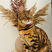 Simba participe au concours pour gagner de l'argent avec cette photo : cat, bengal_cat, animal, pet, feline, fur, striped, green_eyes, whiskers, ears, vase, dried_plants, pampas_grass, fern, wood_slice, table, indoor, decor, portrait, sitting