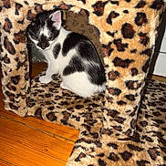 Ms. Cleo is registered to the contest to win money with this photo: animal, black_and_white, cat, cat_house, cozy, curious, cute, domestic, feline, fur, indoor, kitten, leopard_print, pet, playful, resting, small, spot_pattern, wooden_floor, young