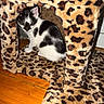 animal, black_and_white, cat, cat_house, cozy, curious, cute, domestic, feline, fur, indoor, kitten, leopard_print, pet, playful, resting, small, spot_pattern, wooden_floor, young