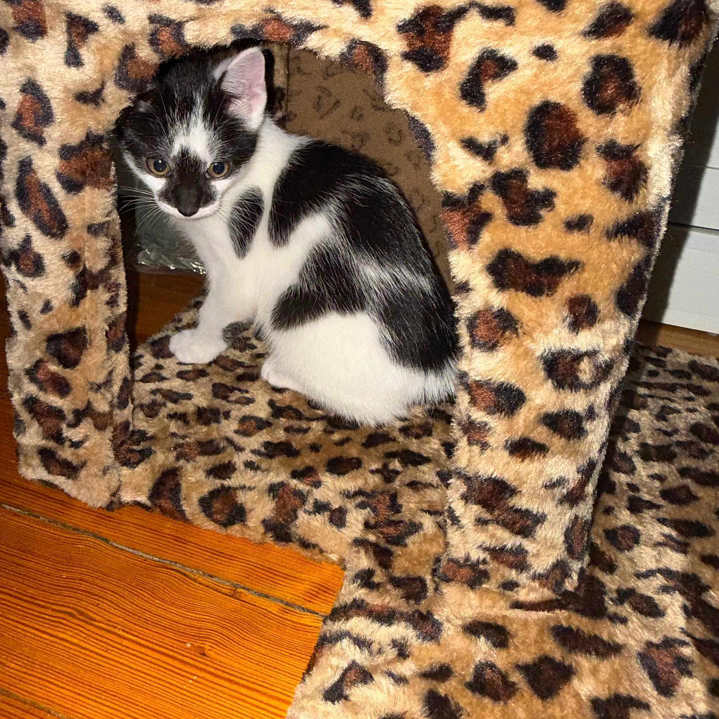 Ms. Cleo