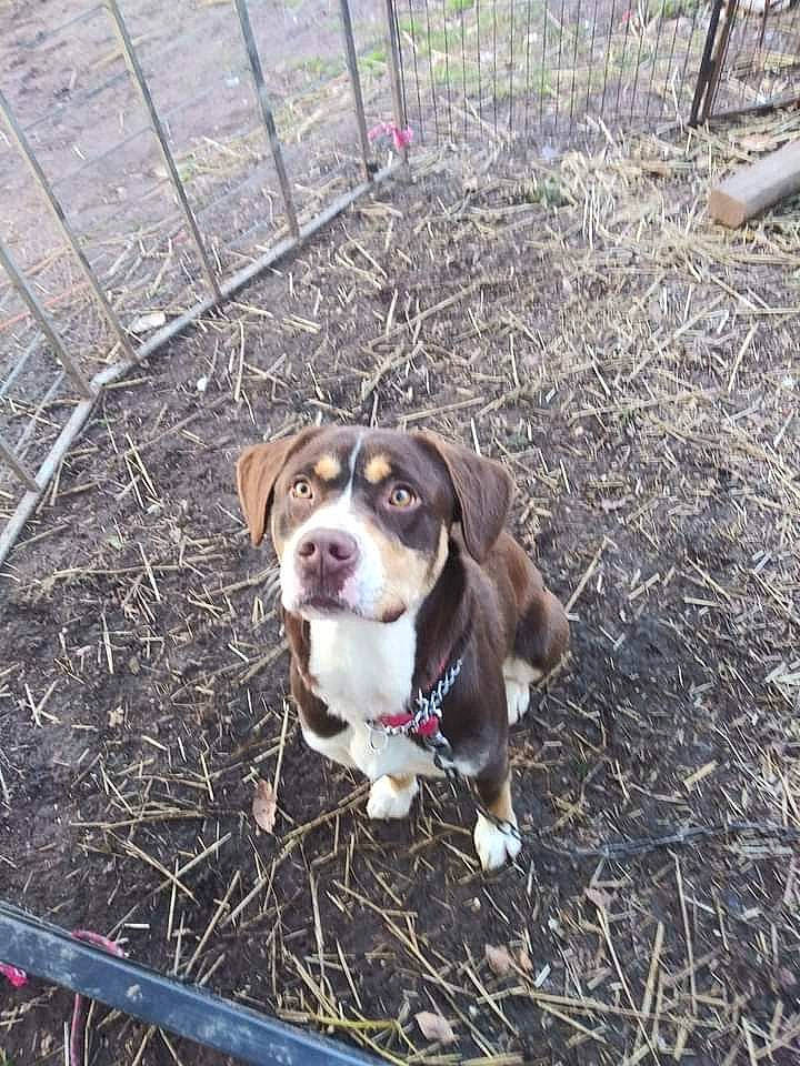 Jax is registered to the contest to win money with this photo: canidae, carnivore, collar, companion_dog, dog, dog_breed, dog_collar, fawn, fence, grass, hound, leash, plant, scent_hound, snout, soil, sporting_group, whiskers, working_animal, working_dog