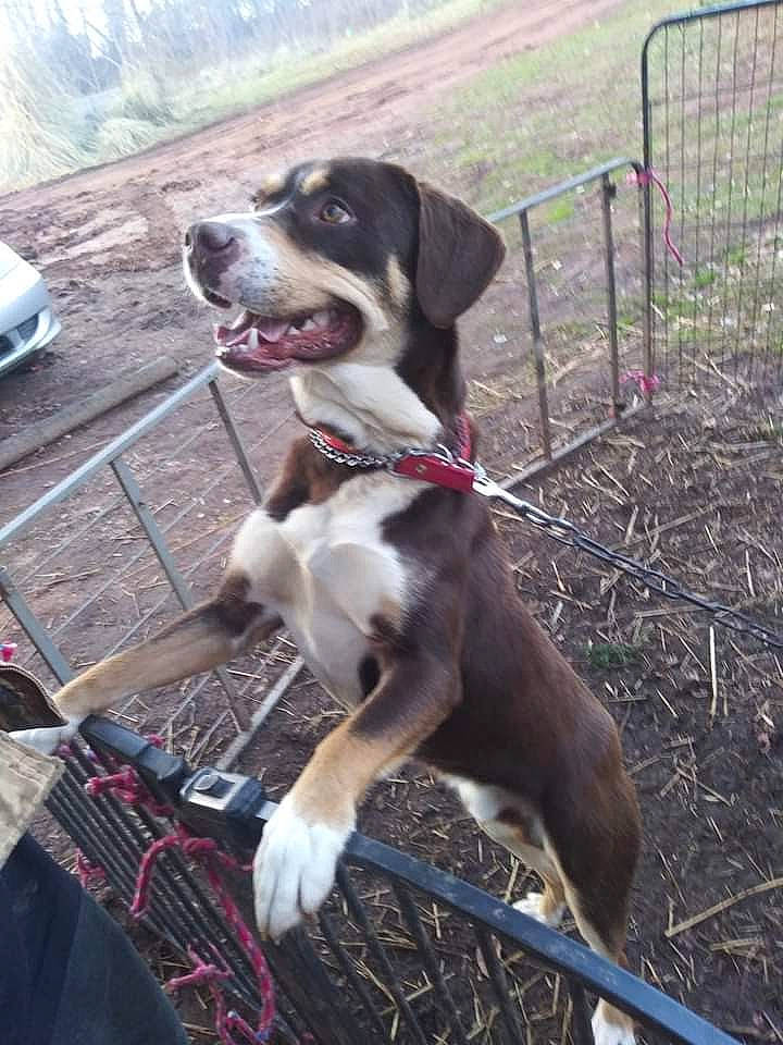 Jax is registered to the contest to win money with this photo: adventure, canidae, carnivore, collar, companion_dog, dog, dog_breed, dog_collar, dog_supply, fawn, fence, gun_dog, leash, pet_supply, plant, snout, sporting_group, tail, vehicle, working_animal