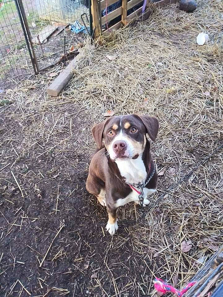 Jax is registered to the contest to win money with this photo: canidae, carnivore, companion_dog, dog, dog_breed, fawn, fence, grass, leash, non_sporting_group, paw, plant, puppy, snout, soil, sporting_group, tail, tire, whiskers, working_dog