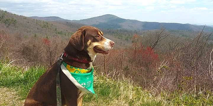Jax is registered to the contest to win money with this photo: carnivore, cloud, collar, companion_dog, dog, dog_breed, dog_collar, dog_hiking, dog_supply, fawn, grass, hill, hound, leash, mountain, plant, scent_hound, sky, snout, sporting_group