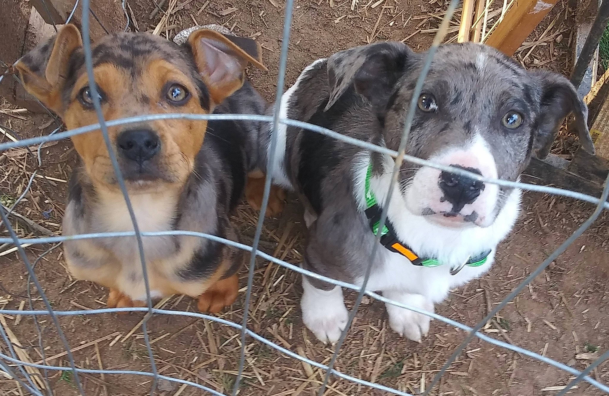 Bubby joined the competition — help win amazing prizes! carnivore, collar, companion_dog, dog, dog_breed, dog_supply, eye, fawn, fence, grass, mammal, mesh, pet_supply, service, snout, sporting_group, terrestrial_animal, whiskers, wire_fencing, working_animal