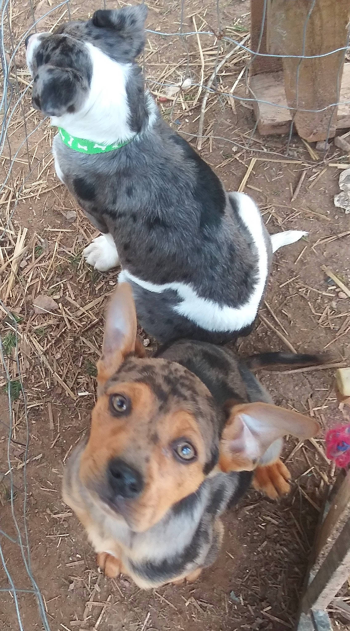 Bubby joined the competition — help win amazing prizes! canidae, carnivore, cat, companion_dog, dog, dog_breed, fawn, felidae, fur, grass, mammal, plant, snout, soil, sporting_group, tail, terrestrial_animal, vertebrate, whiskers, working_animal