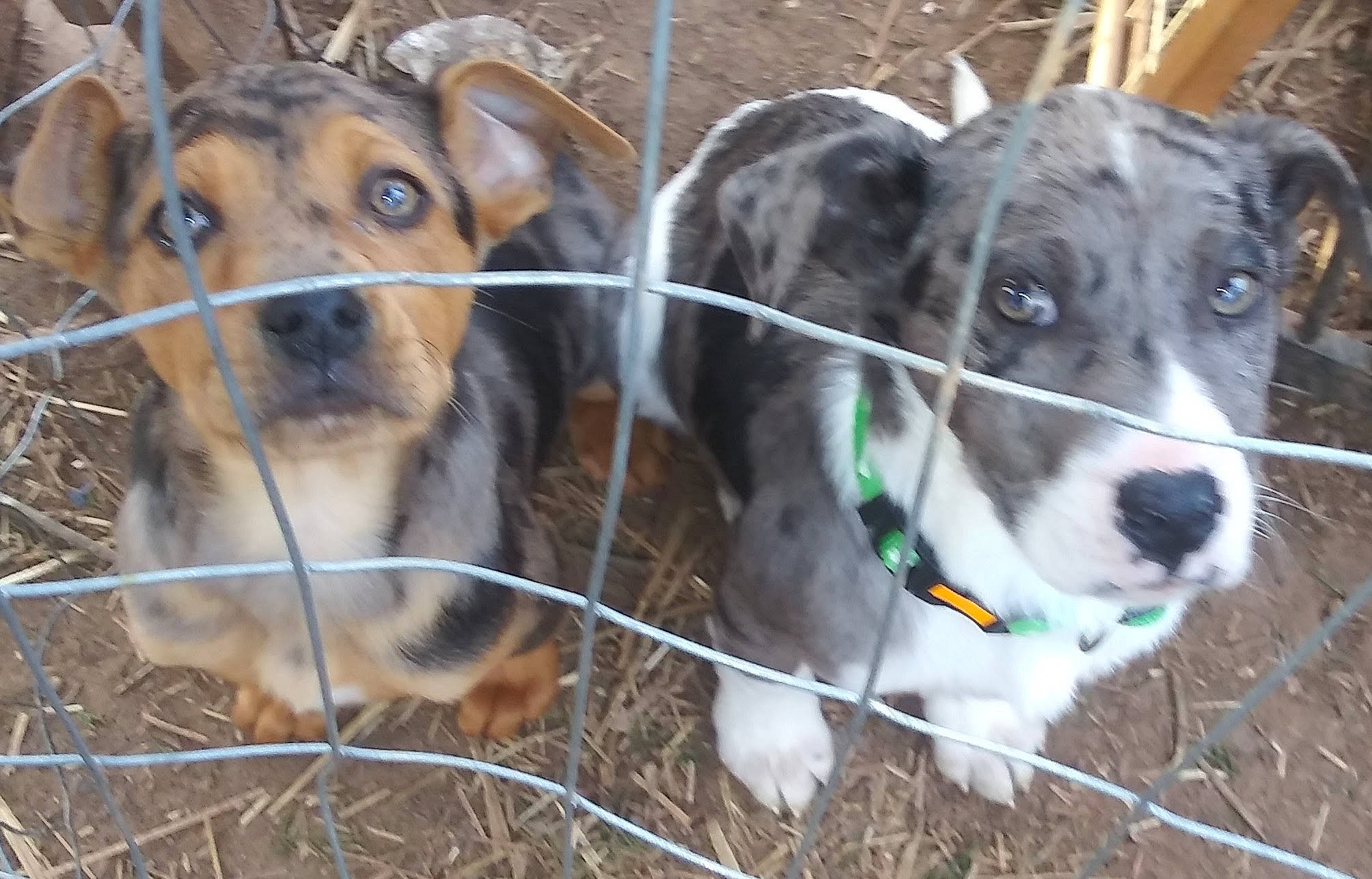 Bubby joined the competition — help win amazing prizes! canidae, carnivore, collar, companion_dog, dog, dog_breed, dog_crate, dog_supply, fawn, fence, fur, grass, pet_supply, service, snout, sporting_group, terrestrial_animal, whiskers, wire_fencing, working_animal