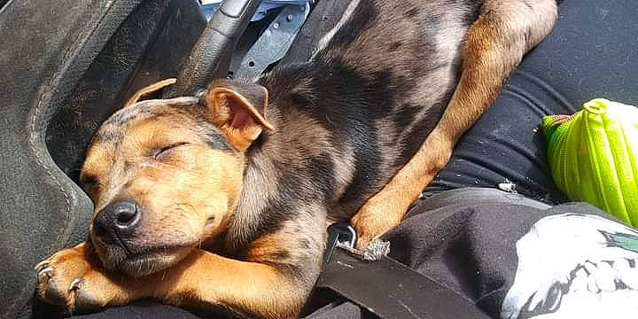 Bubby joined the competition — help win amazing prizes! automotive_tire, canidae, carnivore, collar, comfort, companion_dog, dog, dog_breed, fur, snout, sporting_group, terrestrial_animal, tire, whiskers, working_animal, working_dog