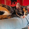 Choupette participe au concours pour gagner de l'argent avec cette photo : cat, calico_cat, indoor, feline, resting, person_leg, blue_jeans, green_eyes, red_door, wooden_furniture, bed, blanket, relaxed, animal, pet, cozy, domestic, closeup, sleepy, fur