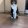 cat, calico_cat, pet, animal, indoor, kitchen, floor, cabinet, appliance, fur, whiskers, ears, sitting, looking, glowing_eyes, domestic_cat, feline, household, cute, companion