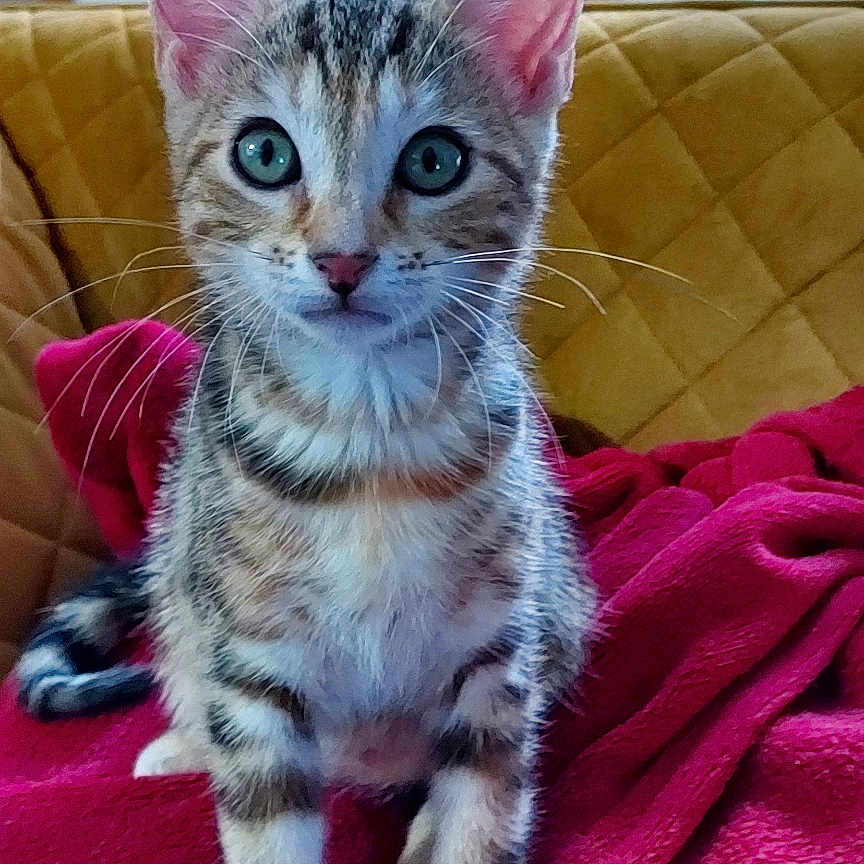 Yzma