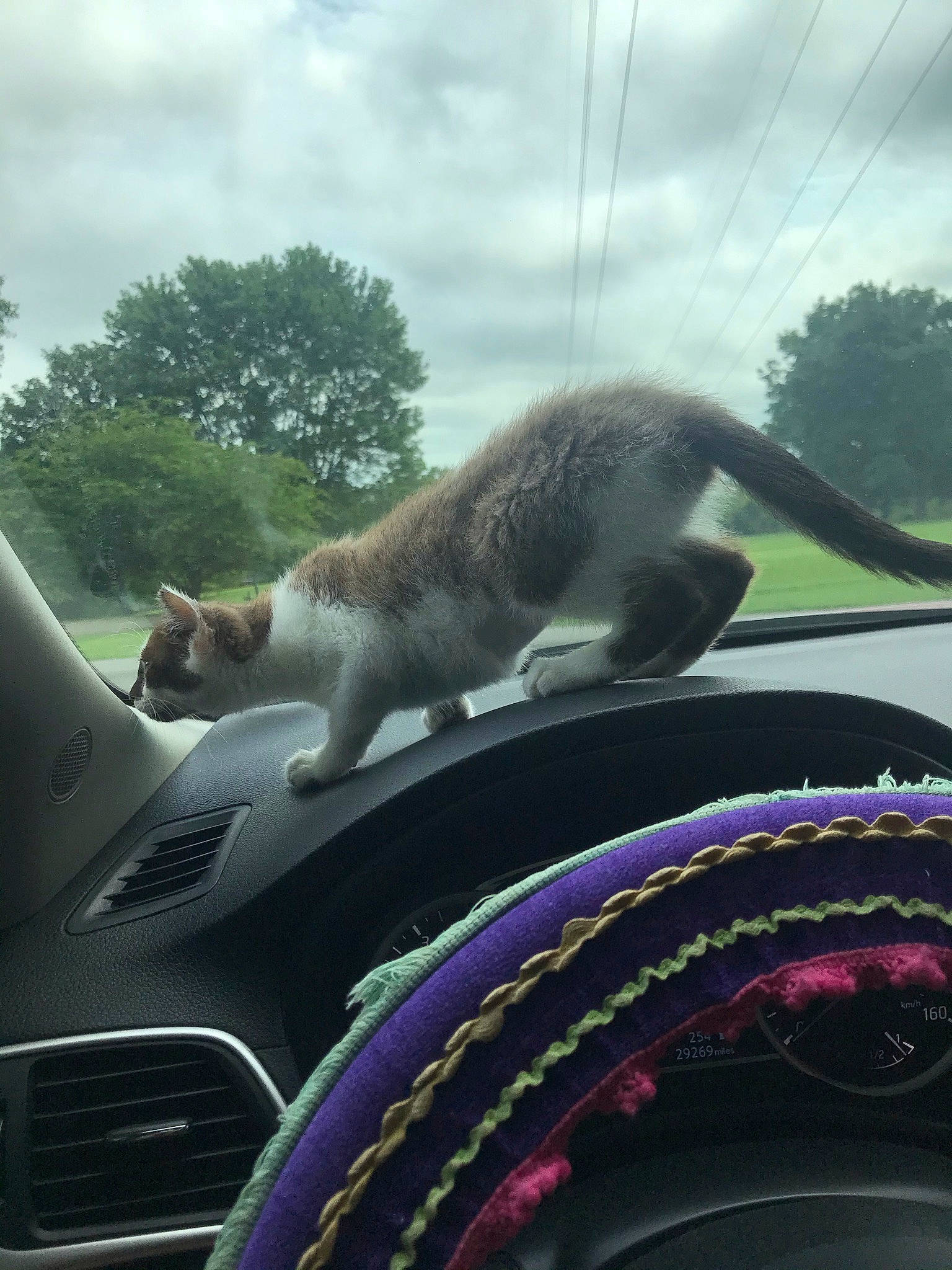 Eleanor is registered to the contest to win money with this photo: automotive_exterior, automotive_mirror, automotive_tire, car, carnivore, cat, cloud, fawn, felidae, glass, grass, hood, motor_vehicle, plant, sky, steering_wheel, tree, vehicle_door, windscreen_wiper, windshield