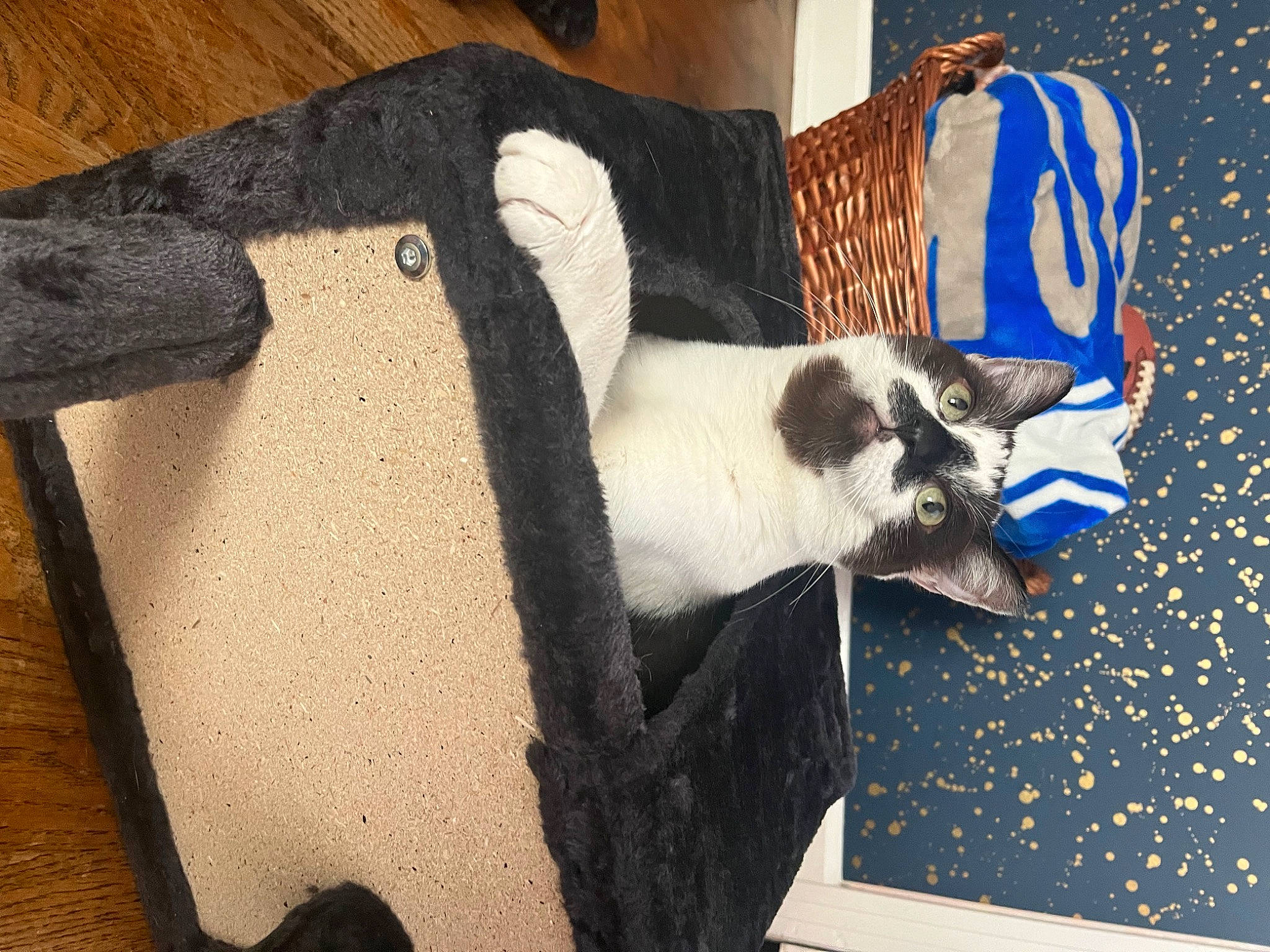 Eleanor joined the competition — help win amazing prizes! carnivore, cat, comfort, companion_dog, domestic_short_haired_cat, electric_blue, fashion_accessory, felidae, flooring, fur, hardwood, linens, pet_supply, room, small_to_medium_sized_cats, snout, tail, terrestrial_animal, whiskers, wood