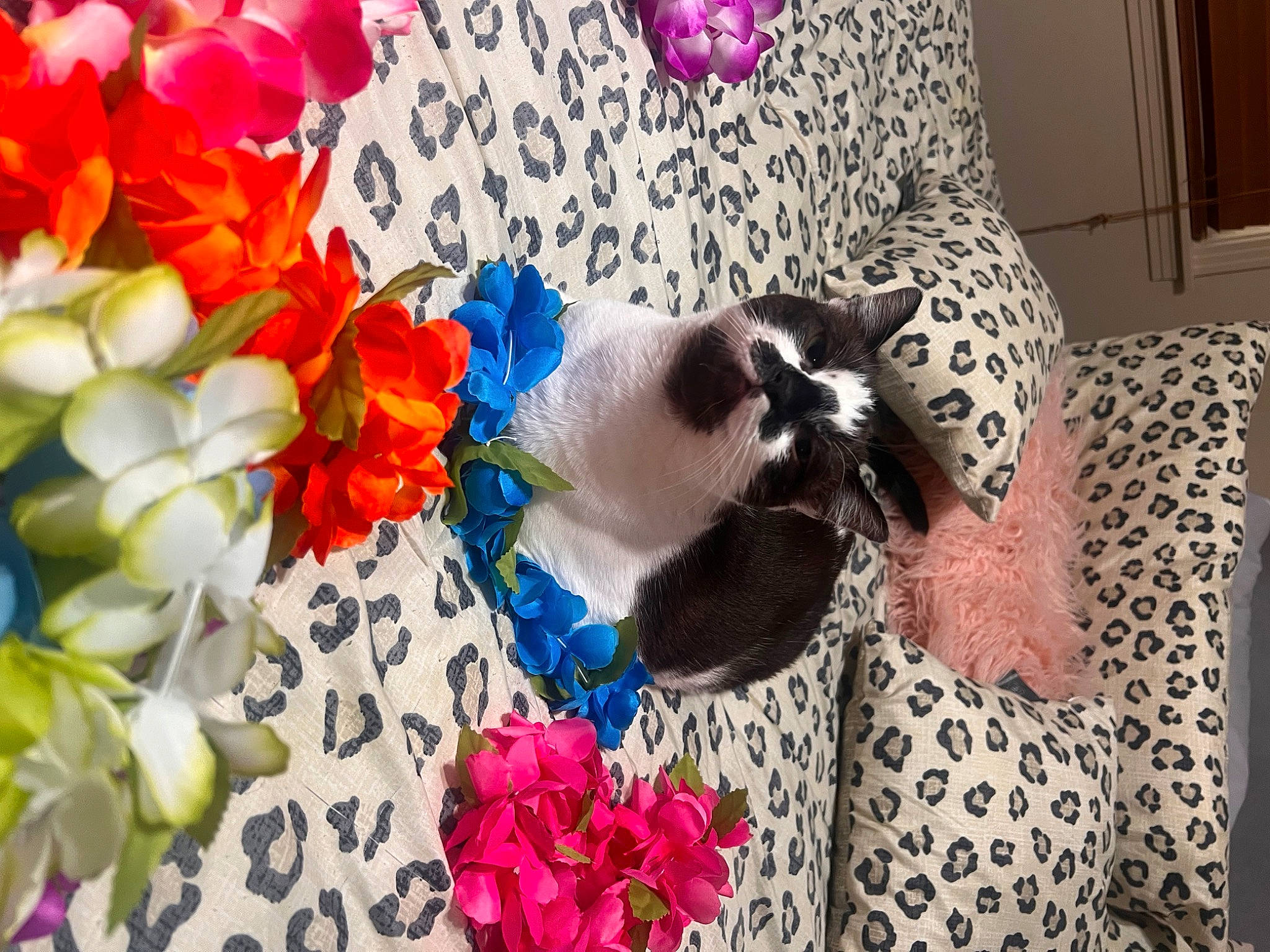 Eleanor joined the competition — help win amazing prizes! artificial_flower, bouquet, carnivore, cat, comfort, creative_arts, cut_flowers, fawn, felidae, flower, flower_arranging, flowering_plant, fur, linens, magenta, pattern, petal, plant, textile, whiskers