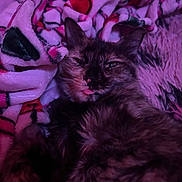 Doobie joined the competition — help win amazing prizes! animal, blanket, cat, closeup, colorful, comfort, cozy, cute, feline, fur, indoor, pet, pink_light, purple_light, relaxed, resting, sleepy, soft_texture, tongue_out, warm_tone
