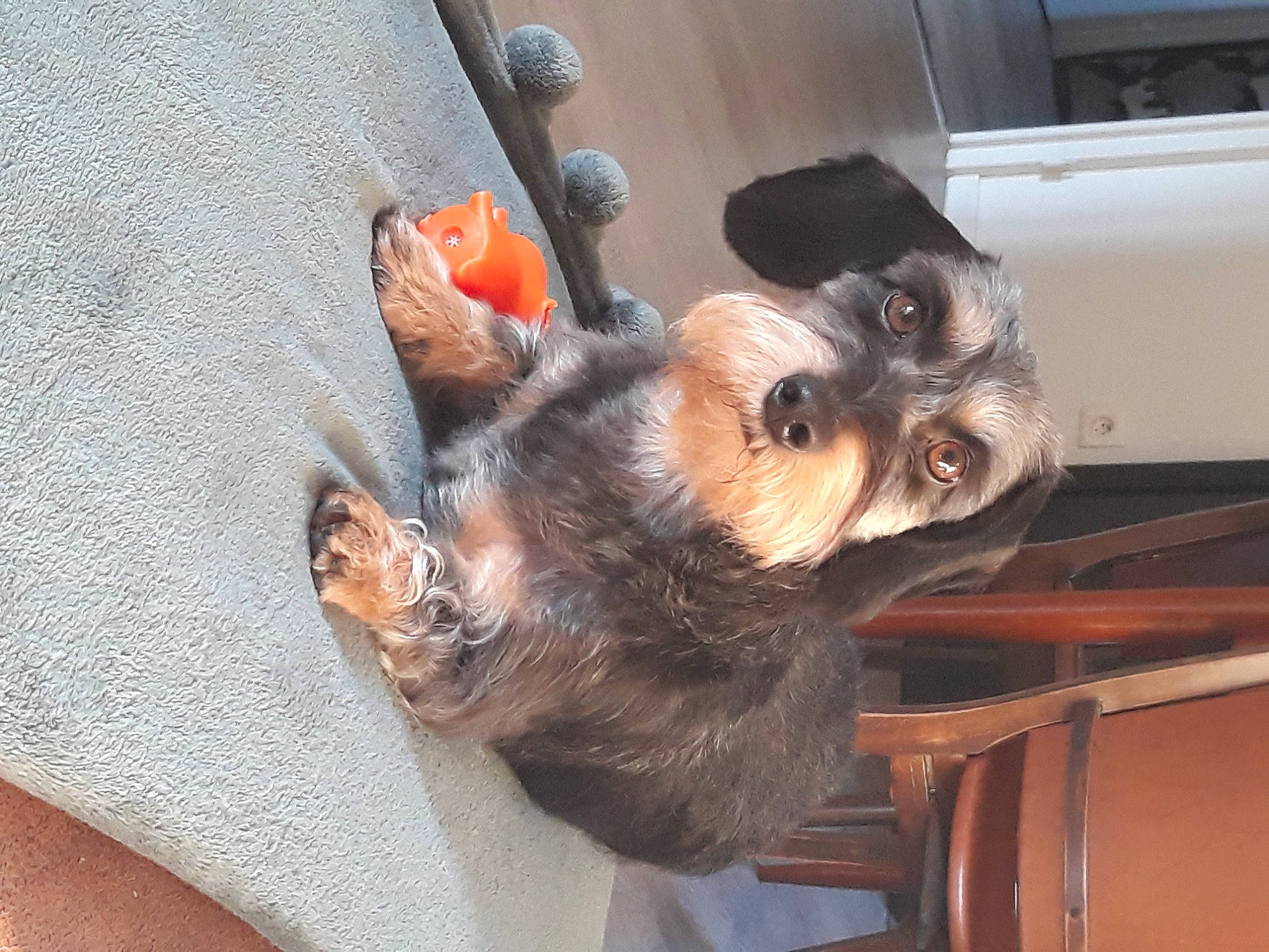 Paulette participe au concours pour gagner de l'argent avec cette photo : canidae, carnivore, claw, companion_dog, dog, dog_breed, ear, fawn, felidae, fur, liver, paw, small_to_medium_sized_cats, snout, sporting_group, tail, toy_dog, whiskers, wood, working_animal