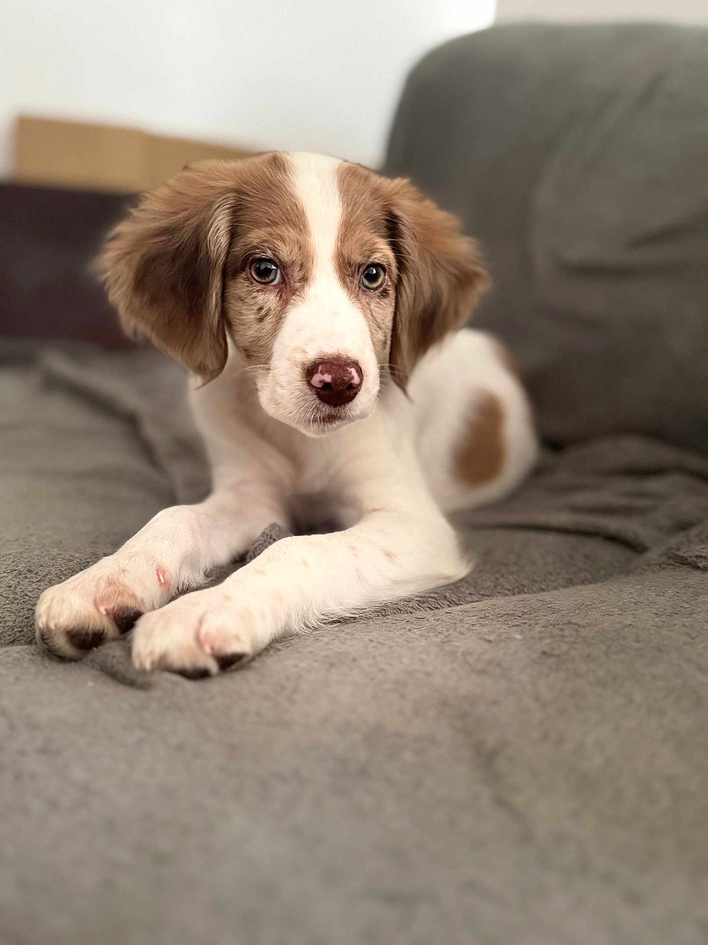 Athéna a rejoint le concours — aidez-le/la à gagner de superbes lots ! puppy, dog, brown_and_white, cute, pet, canine, young, fur, lying_down, couch, indoor, cozy, relaxed, soft_texture, closeup, portrait, animal, companion, domestic, friendly