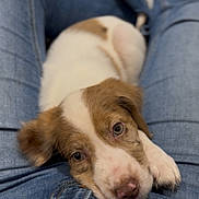 Athéna participe au concours pour gagner de l'argent avec cette photo : puppy, dog, lap, jeans, sweater, blue, white, brown, pet, cute, cozy, indoor, relaxed, closeup, animal, fur, snuggle, comfort, resting, home
