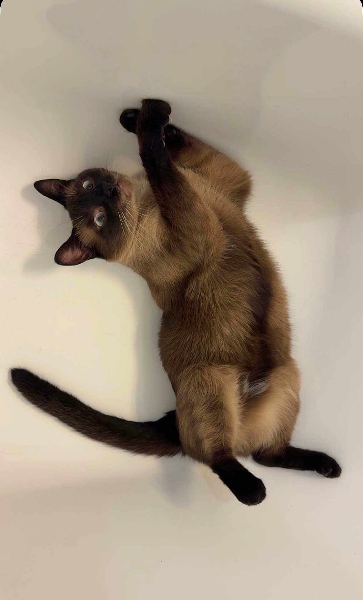 Leyo participe au concours pour gagner de l'argent avec cette photo : cat, siamese_cat, pet, animal, feline, playful, fur, whiskers, tail, ears, paws, indoor, curious, looking_up, mammal, domestic_animal, cute, brown, black, white_background