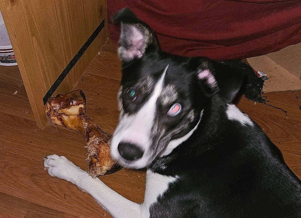 Aries joined the competition — help win amazing prizes! canidae, carnivore, collar, companion_dog, dog, dog_breed, dog_collar, dog_supply, fur, hardwood, herding_dog, mcnab, snout, sporting_group, terrestrial_animal, terrier, whiskers, wood, working_animal, working_dog