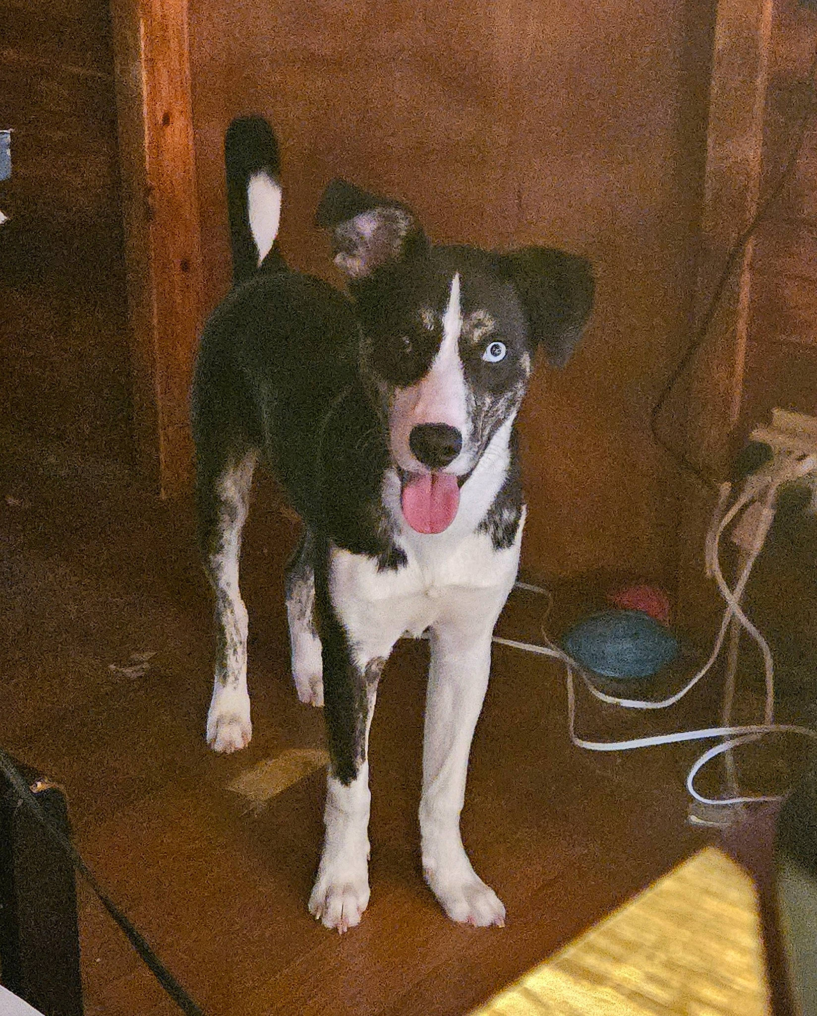 Aries joined the competition — help win amazing prizes! canidae, carnivore, collar, companion_dog, dog, dog_breed, dog_collar, dog_supply, door, fawn, floor, flooring, hardwood, pet_supply, snout, sporting_group, tail, wood, working_animal, working_dog