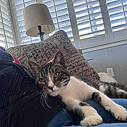 Bandit is registered to the contest to win money with this photo: cat, tabby_cat, pet, animal, indoor, lap, couch, pillow, lamp, window, shutters, relaxing, person, jeans, fur, whiskers, claws, home, resting, comfort