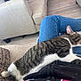 Bandit is registered to the contest to win money with this photo: cat, tabby_cat, sleeping, lap, person, jeans, couch, pillow, indoor, wood_floor, relaxation, pet, feline, striped, white_fur, paw, casual, resting, comfort, home