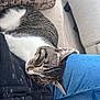 Bandit is registered to the contest to win money with this photo: cat, tabby_cat, sleeping, couch, pillow, indoor, jeans, black_clothing, fur, whiskers, relaxing, pet, domestic_animal, close_up, comfort, resting, striped_fur, home, nap, cozy
