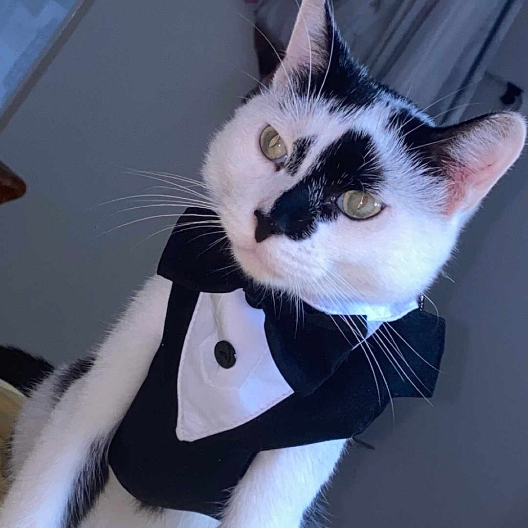 Tchoupi a rejoint le concours — aidez-le/la à gagner de superbes lots ! abyssinian, accessories, animal, bed, bedroom, canine, cat, couch, cushion, dog, formalwear, furniture, homedecor, indoors, kitten, manx, pet, room, siamese, tie