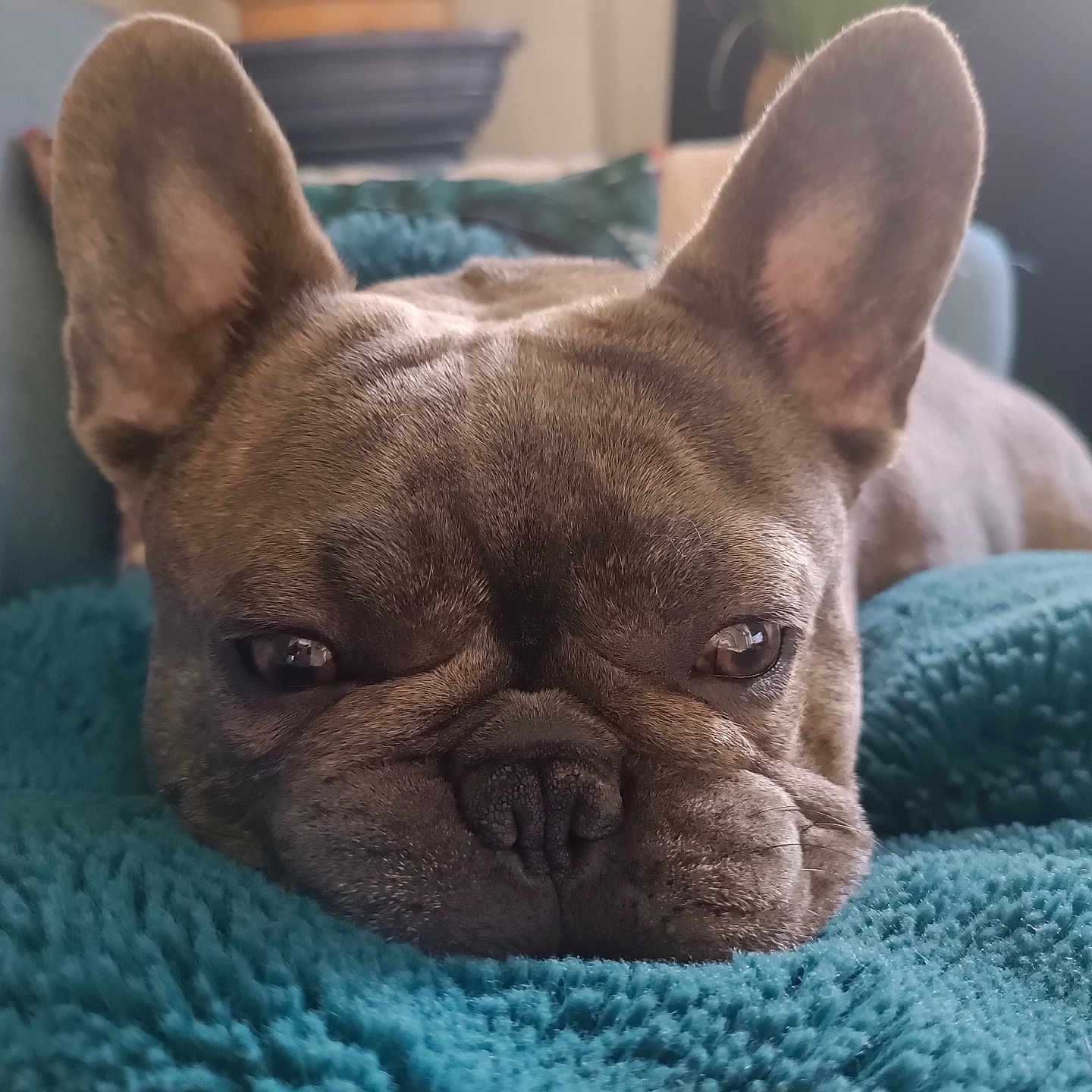 Yoda a rejoint le concours — aidez-le/la à gagner de superbes lots ! animal, blanket, bulldog, canine, dog, frenchbulldog, pet, pitbull, puppy, snout