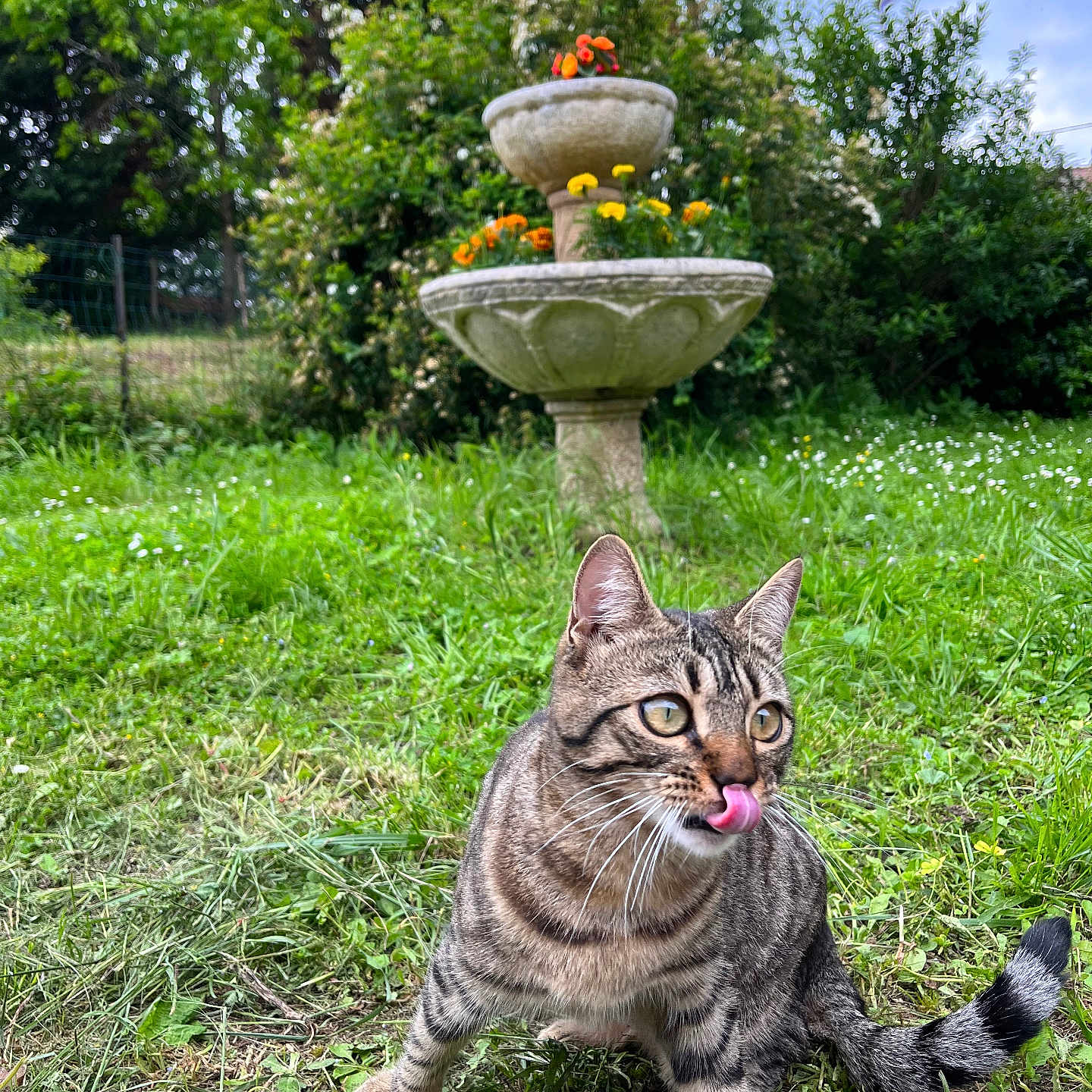 Nala