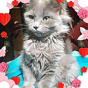 Gracie May joined the competition — help win amazing prizes! cat, gray_cat, fluffy, pet, animal, indoor, blanket, blue_blanket, flowers, hearts, decorative_border, whiskers, cute, portrait, sitting, feline, soft_fur, closeup, domestic_animal, adorable
