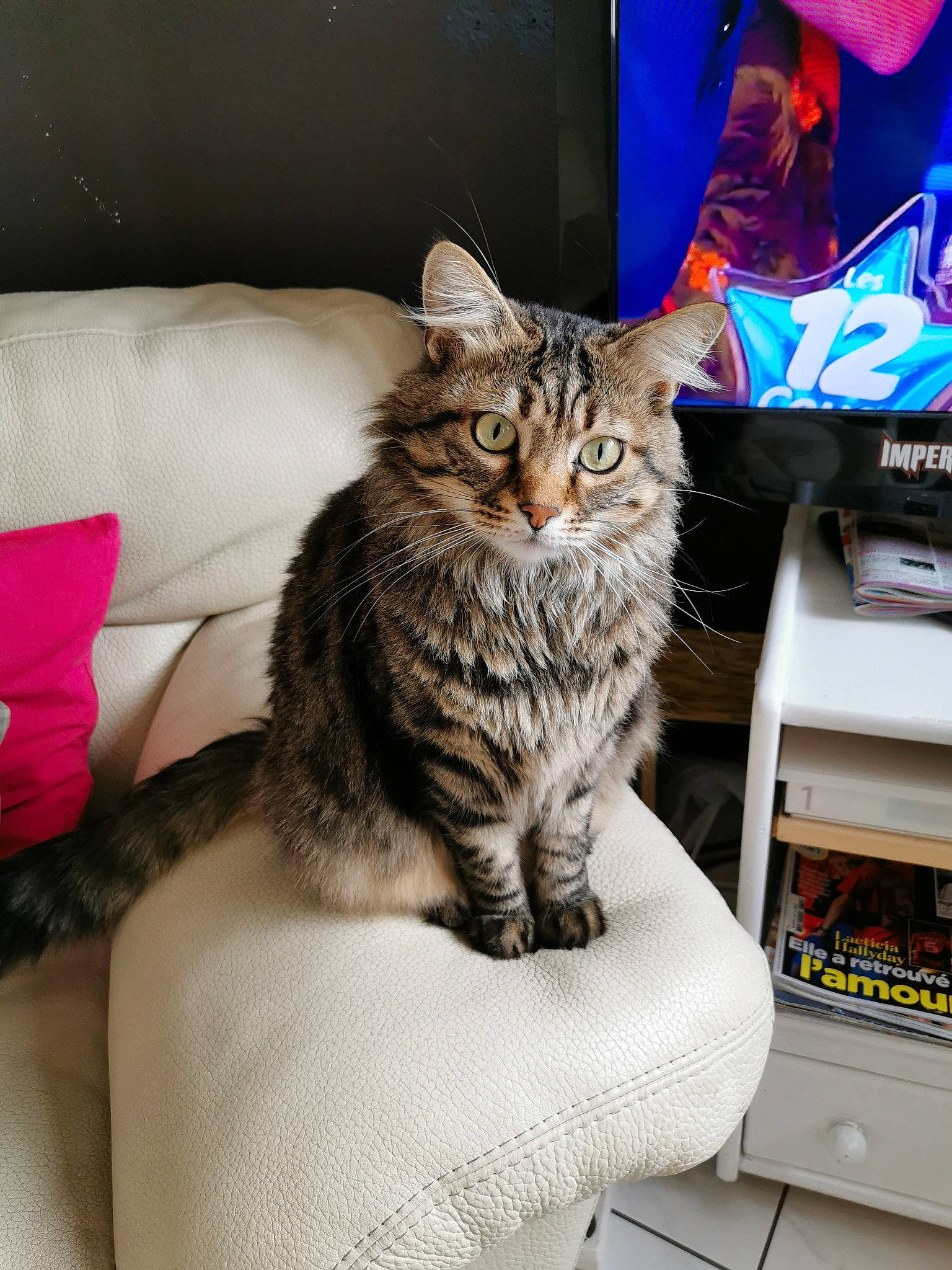 Foley a rejoint le concours — aidez-le/la à gagner de superbes lots ! box, carnivore, cat, comfort, computer_keyboard, computer_monitor, couch, display_device, domestic_short_haired_cat, drawer, felidae, fur, paw, peripheral, shelf, shelving, small_to_medium_sized_cats, snout, tail, whiskers